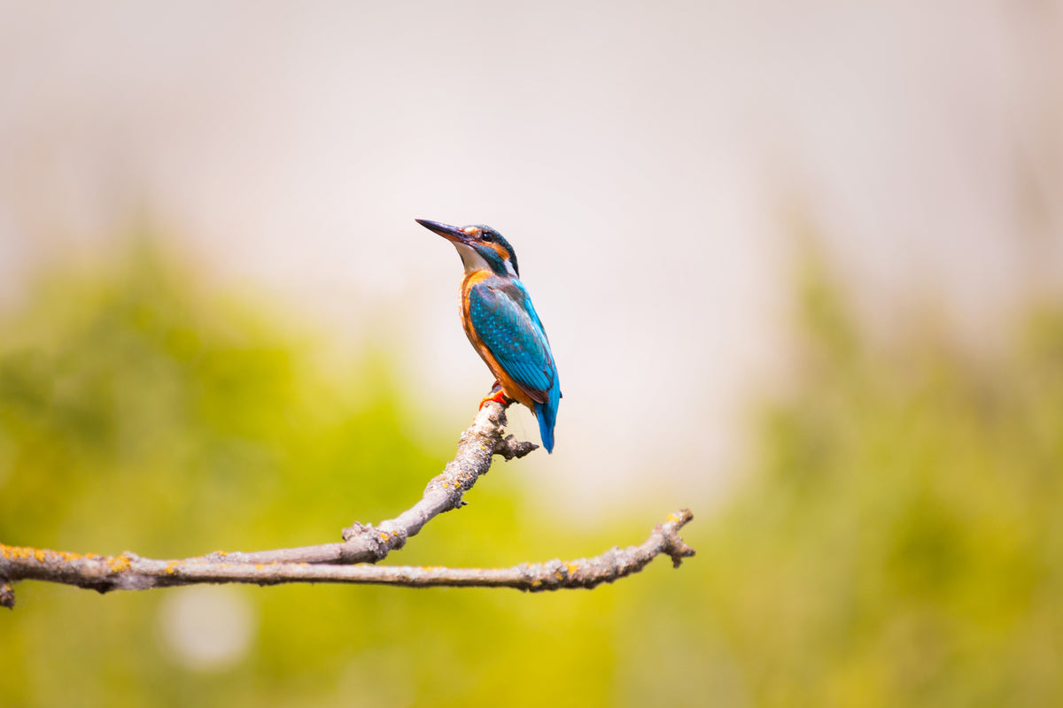 aluminium-print-the-kingfisher