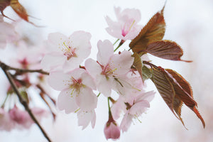 canvas-print-lovely-japanese-cherry