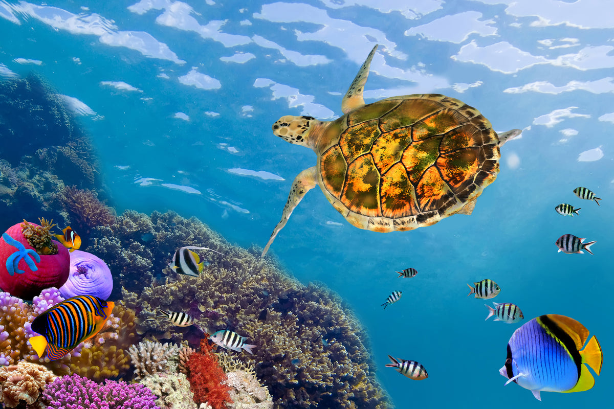 acrylic-print-the-turtle