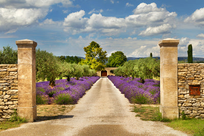 poster-print-lavender-garden