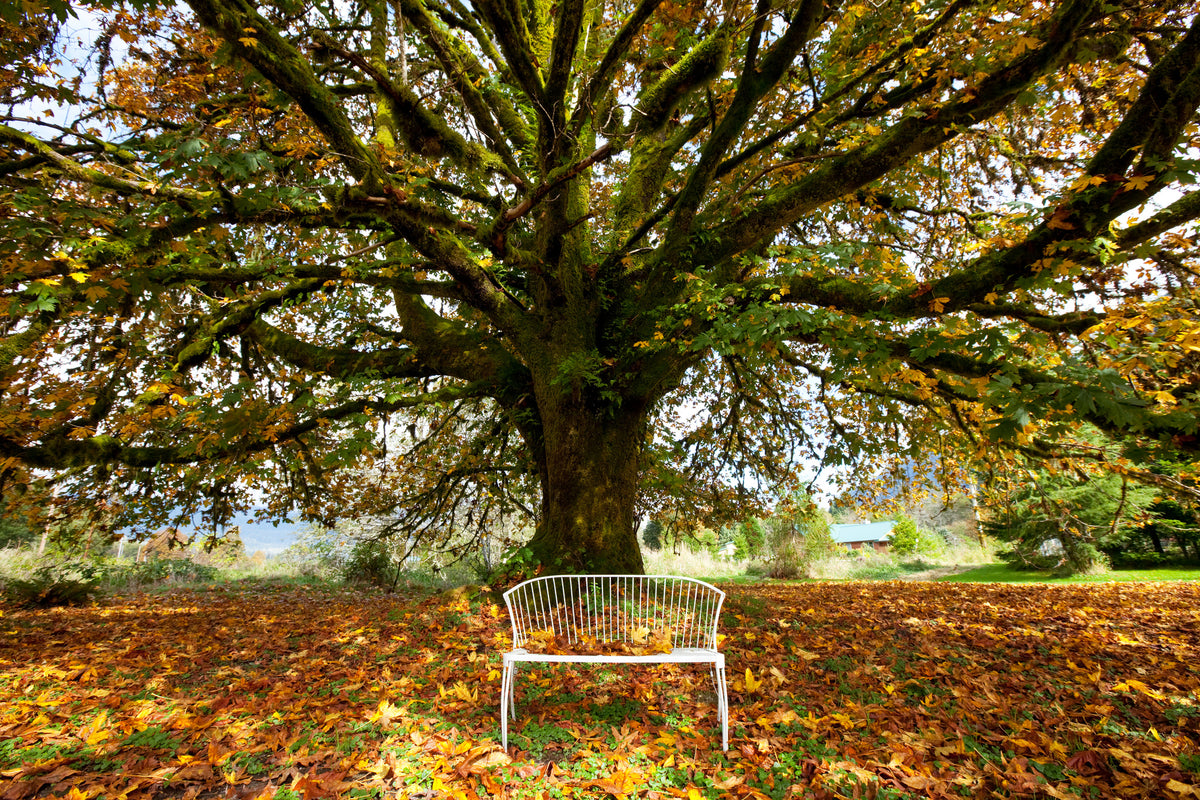 framedposter-print-my-favorite-tree