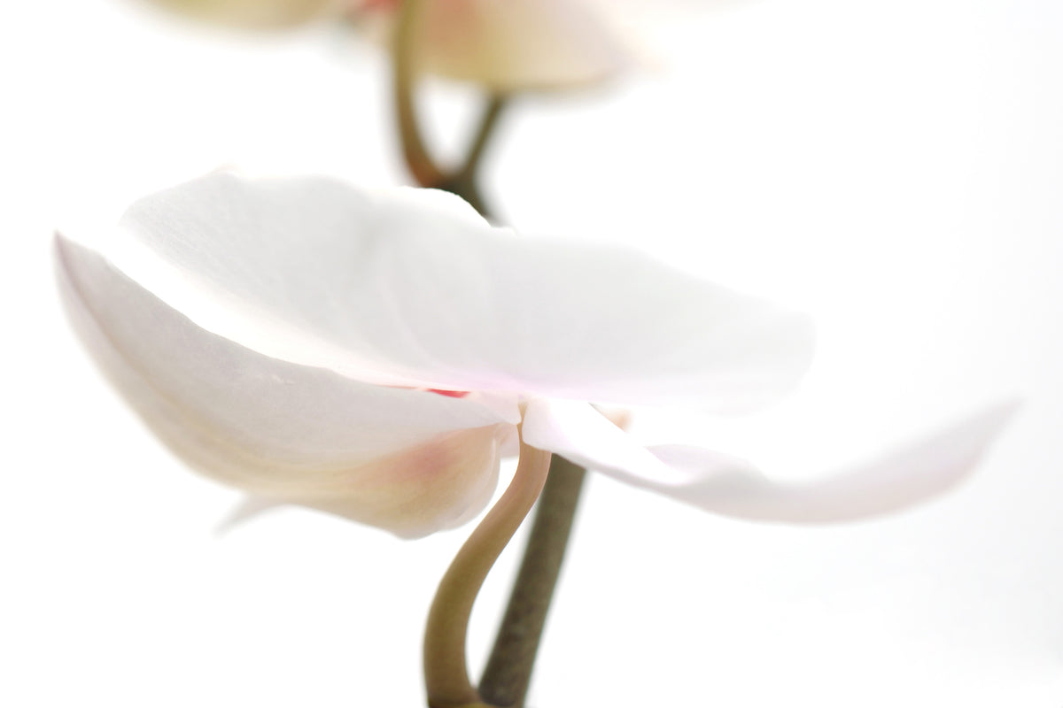 aluminium-print-xxl-orchid-flower