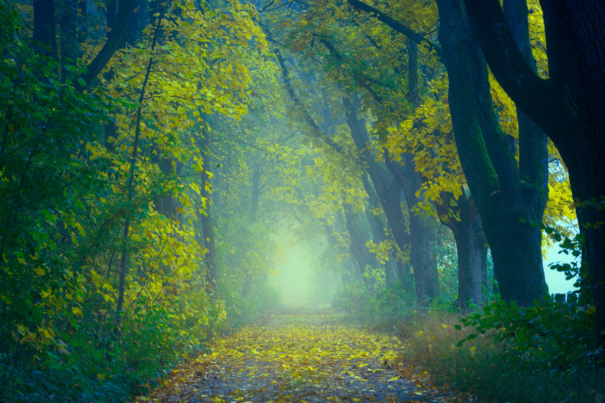 modern-3-piece-canvas-print-green-forest