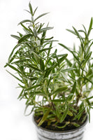 canvas-print-rosemary-in-the-pot