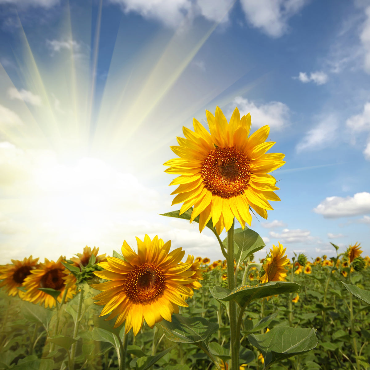 9-piece-canvas-print-sunflower-in-sunlight