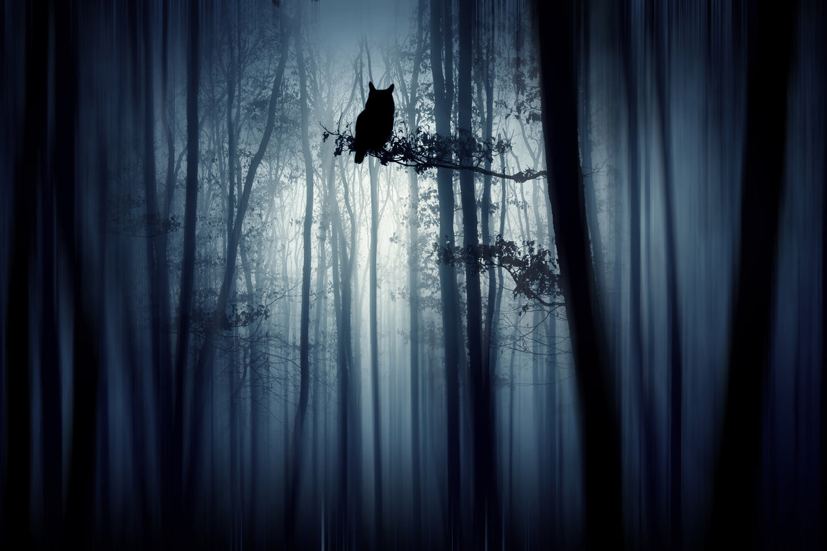 canvas-print-in-the-forest-x
