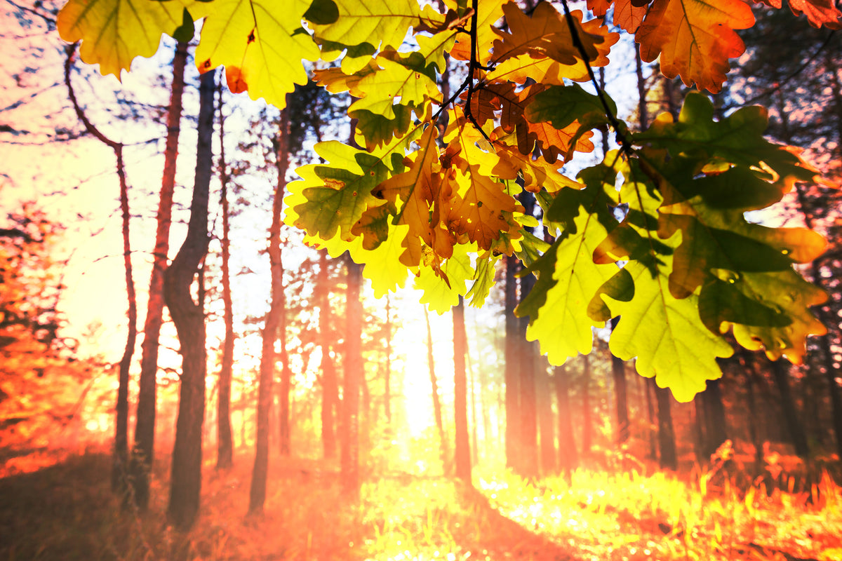 modern-3-piece-acrylic-print-autumn
