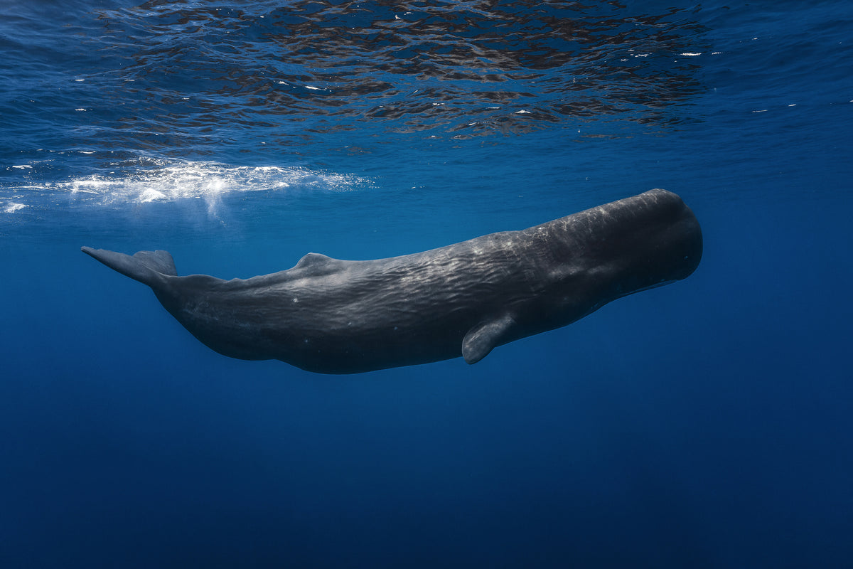 3-piece-acrylic-print-sperm-whale