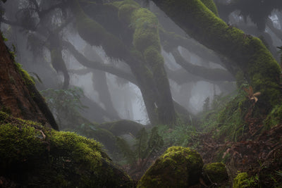poster-print-harenna-forest-xlf