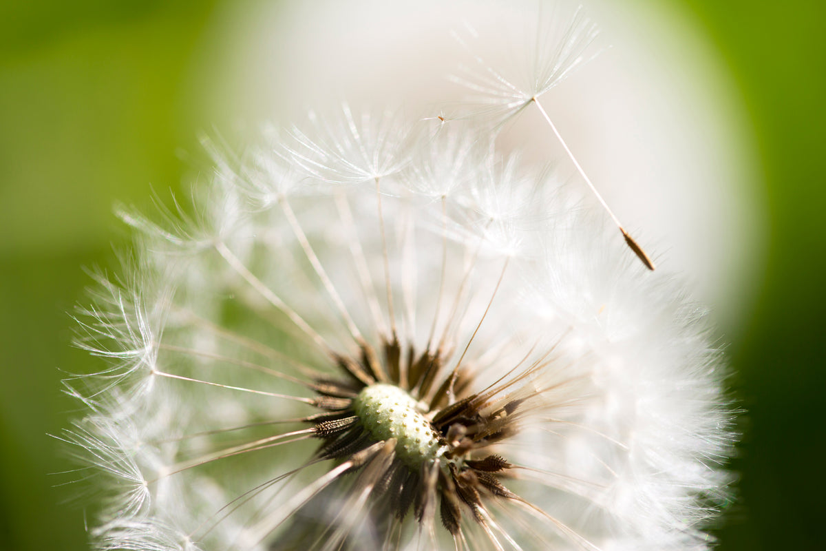 3-piece-acrylic-print-blowball-dandelion