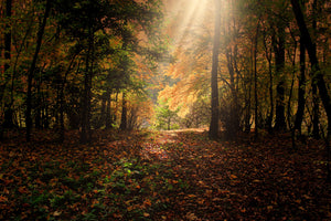 acrylic-print-the-deciduous-forest