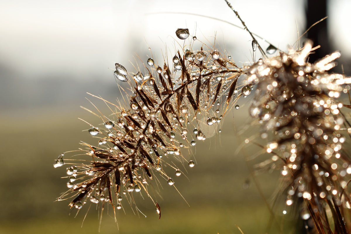 framedcanvas-print-drops-of-nature