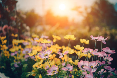 poster-print-the-flowers