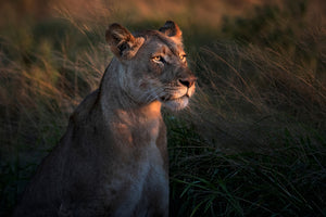 canvas-print-lioness-at-first-day-ligth-x