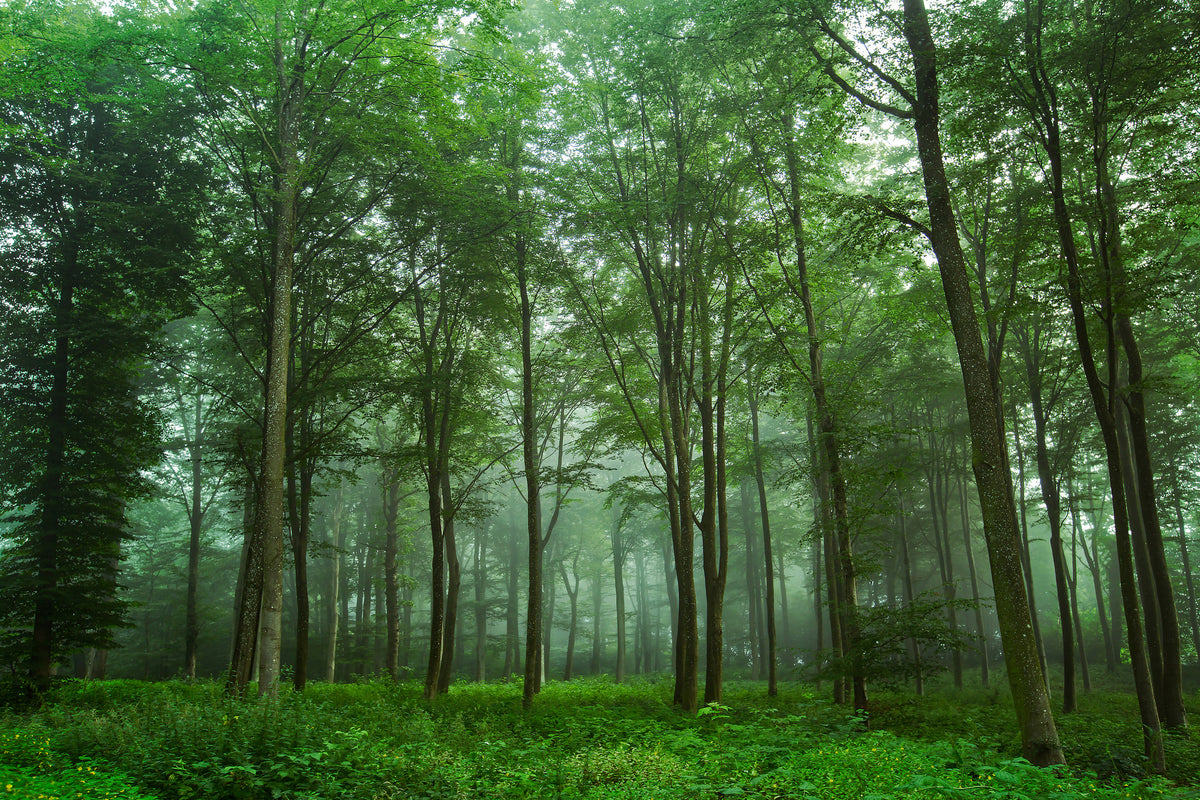 canvas-print-forest-view-x