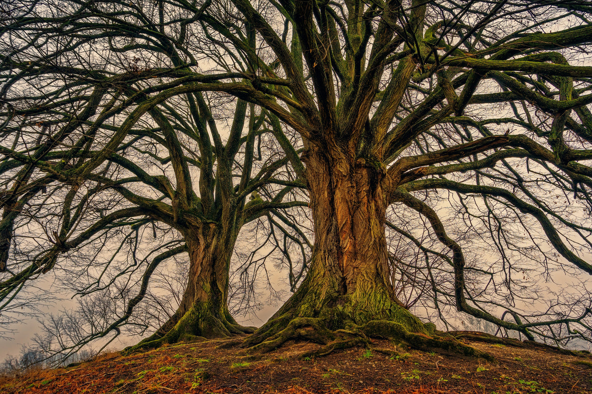 modern-3-piece-aluminium-print-ghostly-trees