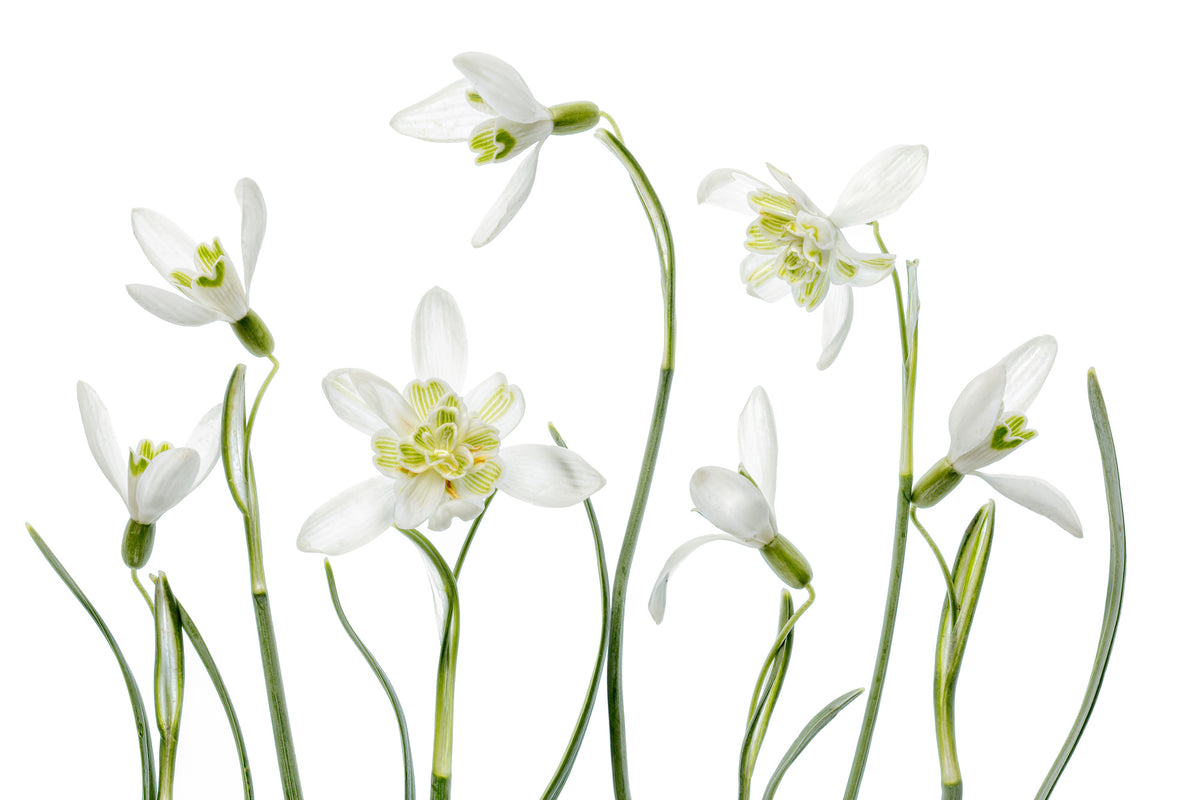 modern-3-piece-acrylic-print-spring-snowdrops