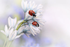 aluminium-print-ladybirds