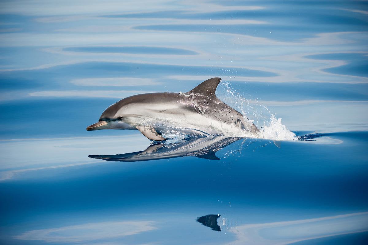 canvas-print-striped-dolphin-x
