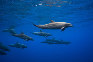 acrylic-print-dolphins-x