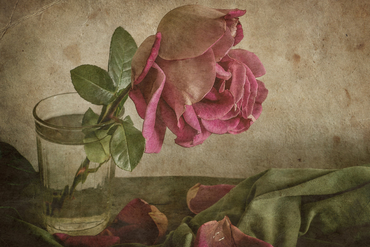 framedposter-print-tear-of-rose-x