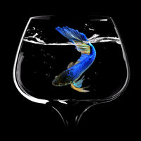 9-piece-canvas-print-betta-fish-dance