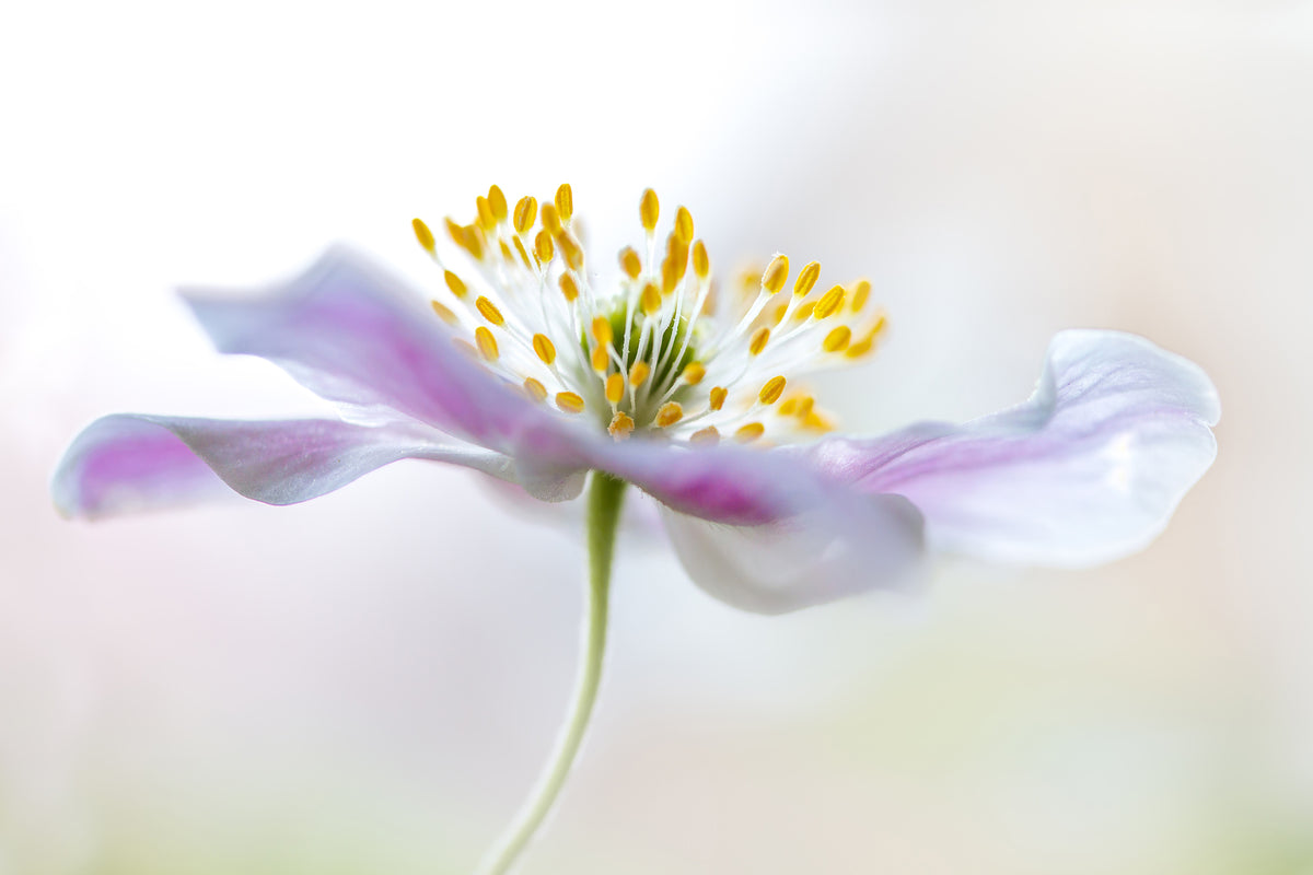 modern-3-piece-acrylic-print-wood-anemone