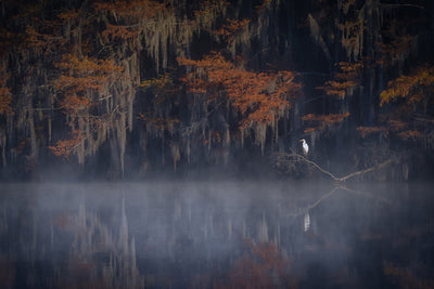 poster-print-misty-morning-xzt