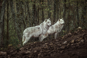 framedcanvas-print-meeting-with-white-wolves-x
