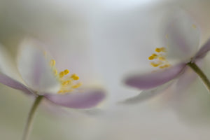 poster-print-soft-whispering