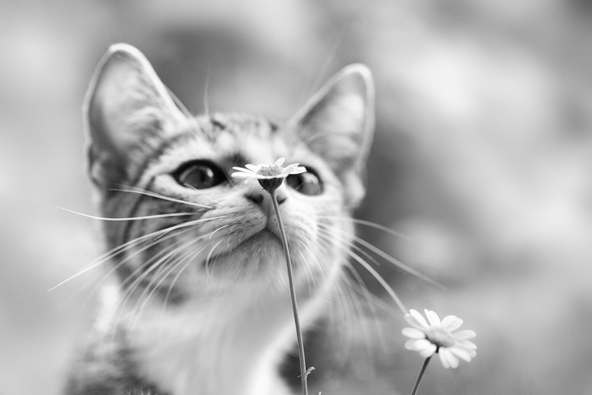 modern-3-piece-aluminium-print-curious