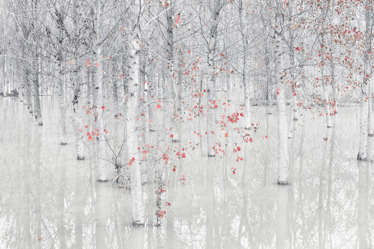 canvas-print-red-a-white-x
