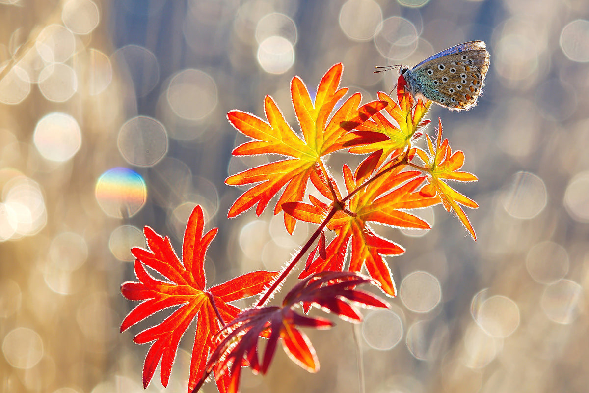 aluminium-print-september-moments-x