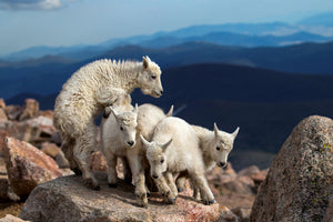 canvas-print-baby-goats-at-play-x