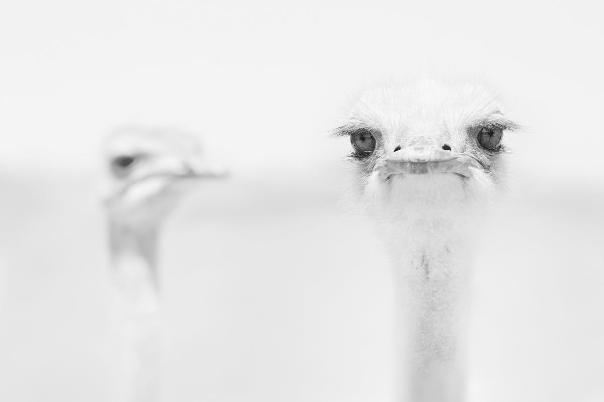 3-piece-acrylic-print-funny-ostrich