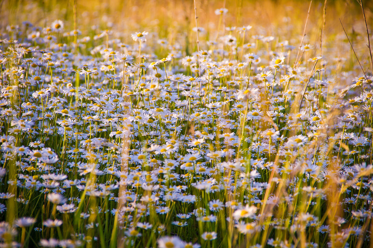 3-piece-acrylic-print-a-field-full-of-camomile