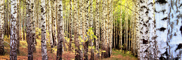 panoramic-3-piece-canvas-print-the-path-between-birches-panorama