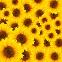 9-piece-acrylic-print-a-bouquet-sunflower