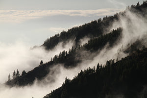canvas-print-fog-in-the-woods