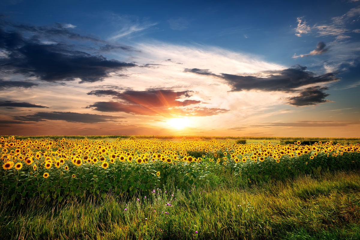 3-piece-acrylic-print-a-field-of-sunflowers