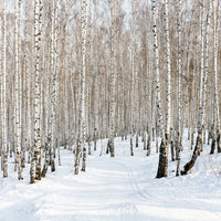 4-piece-canvas-print-birch-forest-tracks-in-snow