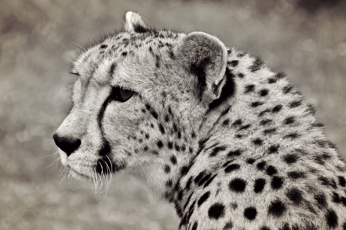 framedcanvas-print-beautiful-cheetah