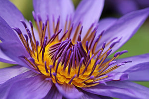 modern-3-piece-canvas-print-xxl-water-lily-in-purple