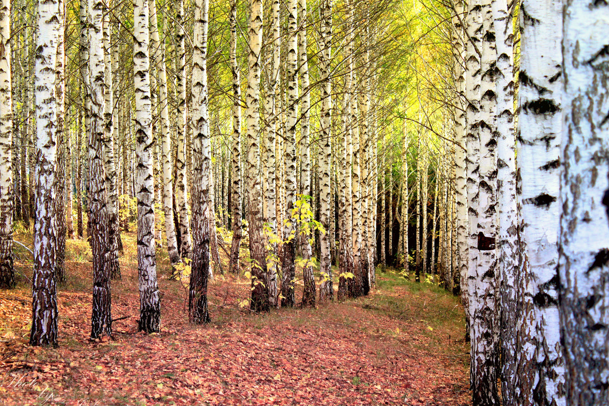 canvas-print-the-path-between-birches