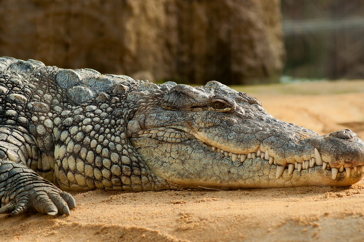 3-piece-aluminium-print-the-nile-crocodile