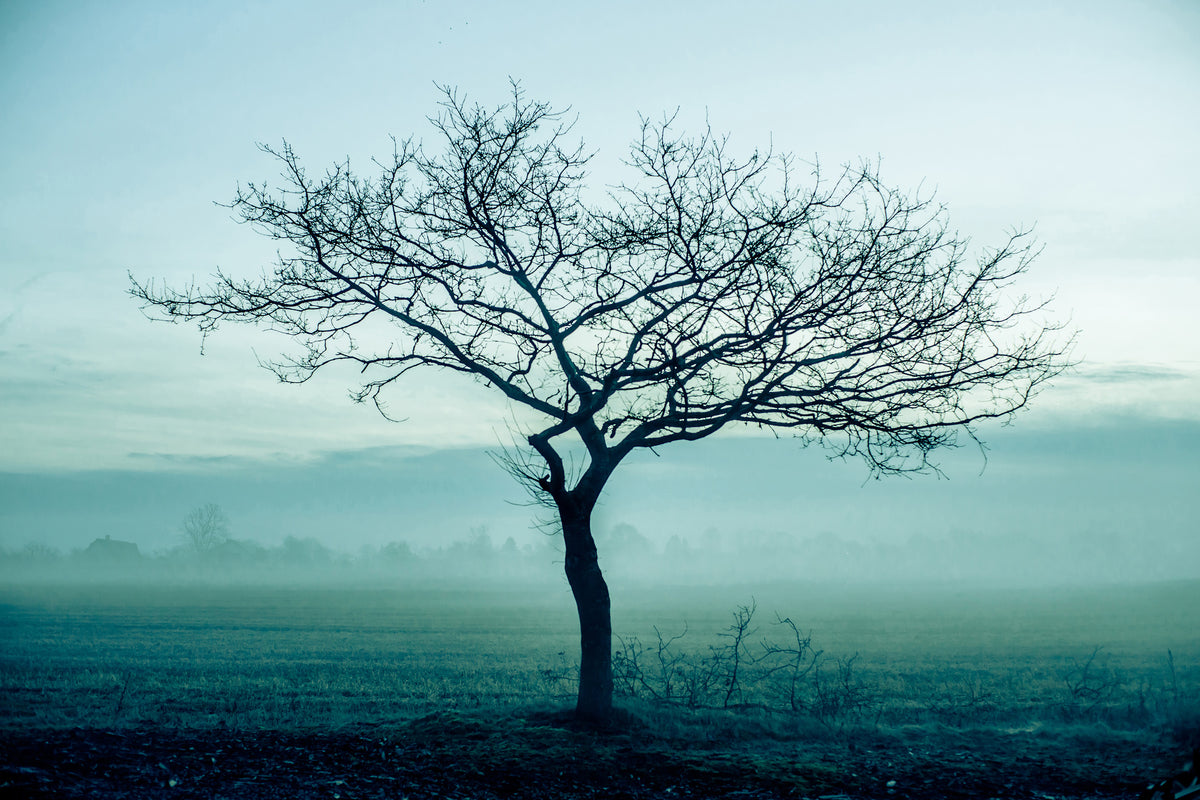 framedposter-print-the-magic-tree