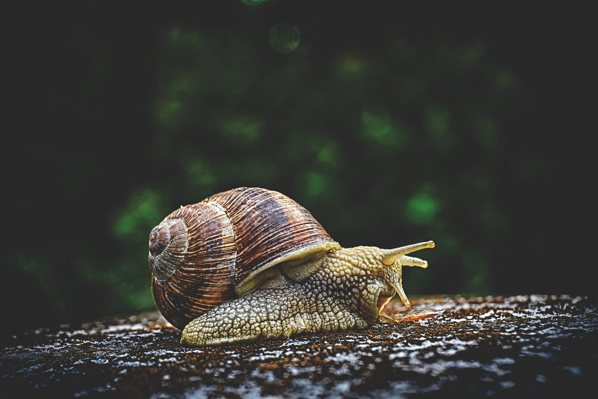 framedposter-print-snail-xxl