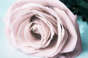 3-piece-acrylic-print-pastel-rose