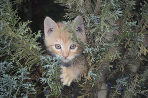 framedcanvas-print-tiger-kitten