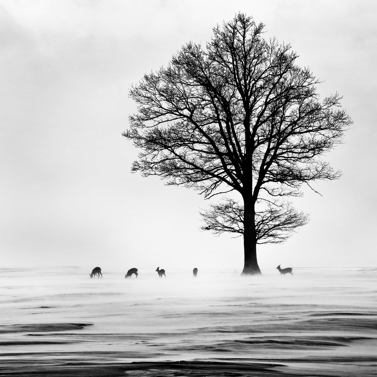 acrylic-print-roes-x